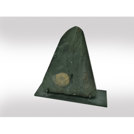 PLACCA DI AMMONITE FOSSILE