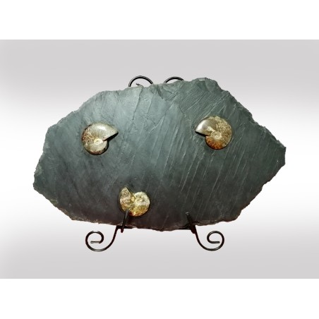 PLACCA DI AMMONITE FOSSILE