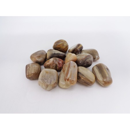 PIETRA LEGNO FOSSILE