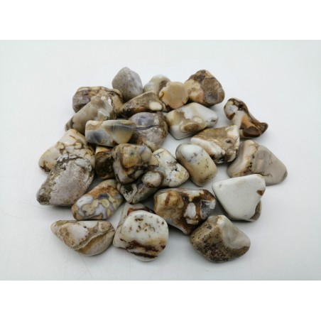 PIETRA DIASPRO CONCHIGLIA