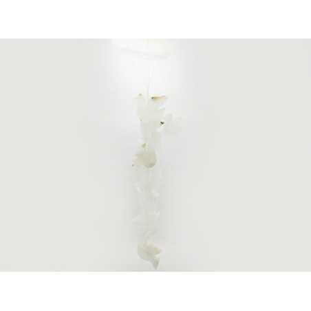 ACCHIAPPASOGNI COLOMBA