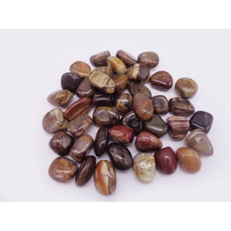 PIETRA LEGNO FOSSILE