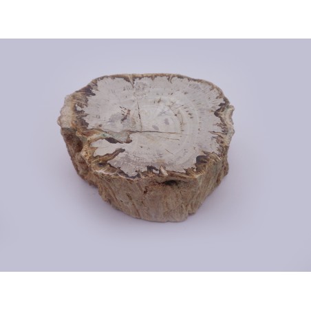 CULACCIO IN LEGNO FOSSILE