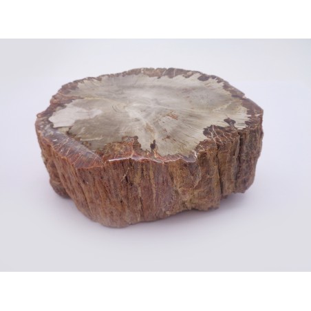 CULACCIO IN LEGNO FOSSILE