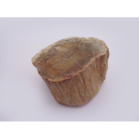 CULACCIO IN LEGNO FOSSILE