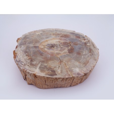 CULACCIO IN LEGNO FOSSILE