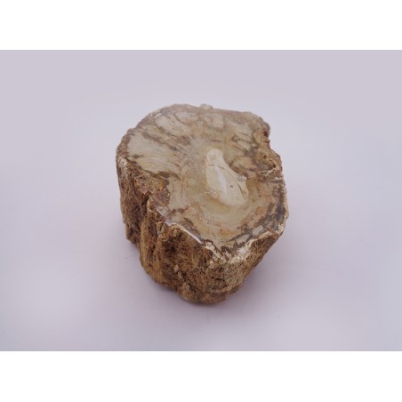 CULACCIO IN LEGNO FOSSILE