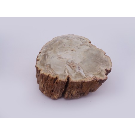 CULACCIO IN LEGNO FOSSILE