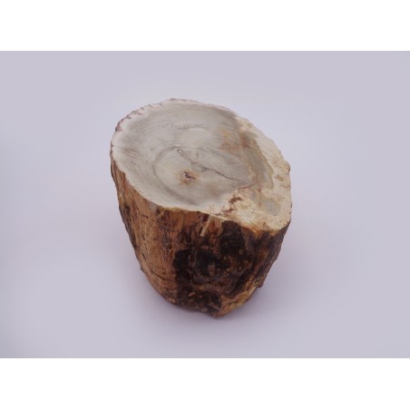 CULACCIO IN LEGNO FOSSILE