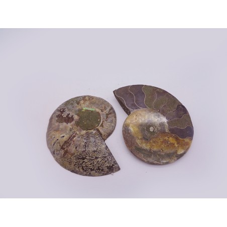 FETTA DI AMMONITE
