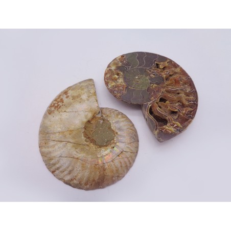 FETTA DI AMMONITE
