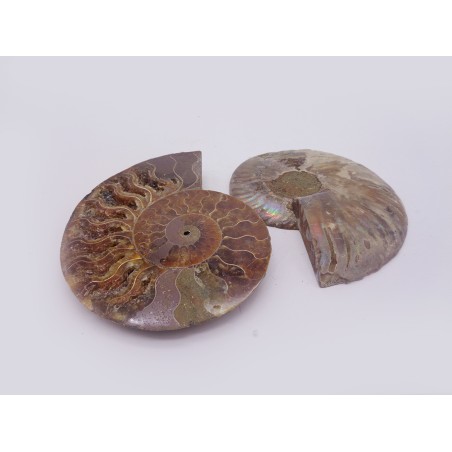 FETTA DI AMMONITE