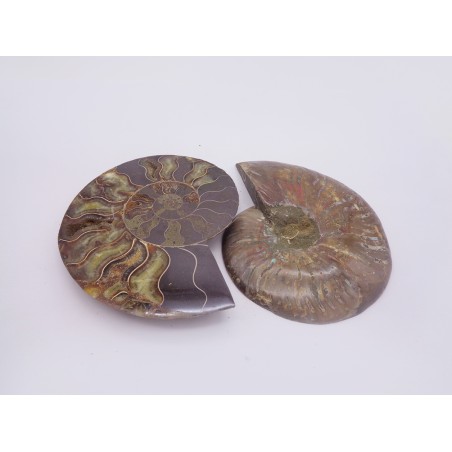 FETTA DI AMMONITE