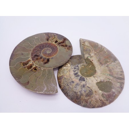 FETTA DI AMMONITE