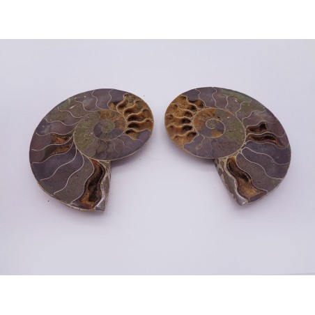FETTA DI AMMONITE