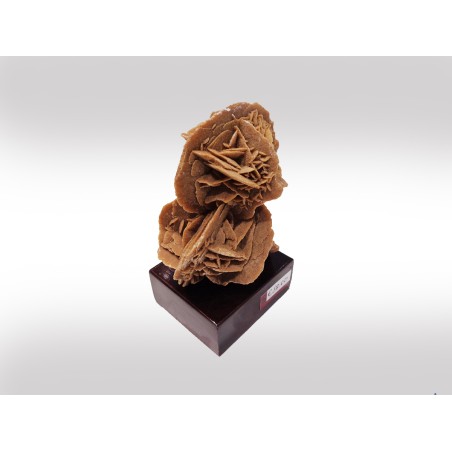 ROSA DEL DESERTO SU BASE