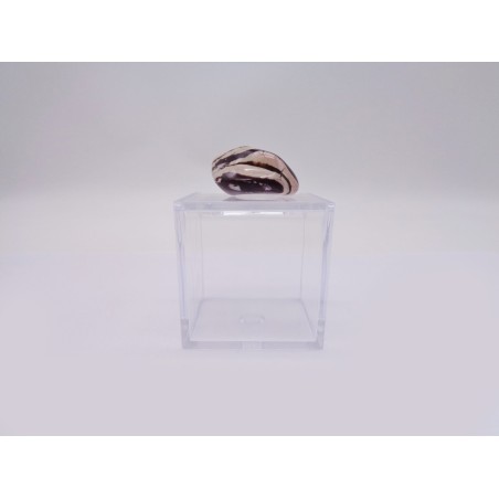 SCATOLINA DEL SEGNO BILANCIA