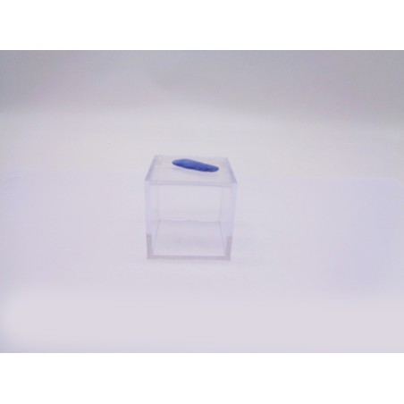 SCATOLINA DEL SEGNO PESCI