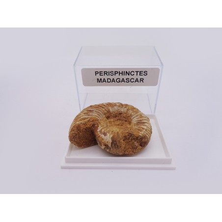 SCATOLINA DI AMMONITE FOSSILE DA COLLEZIONE