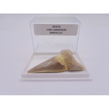 DENTE FOSSILE DA COLLEZIONE