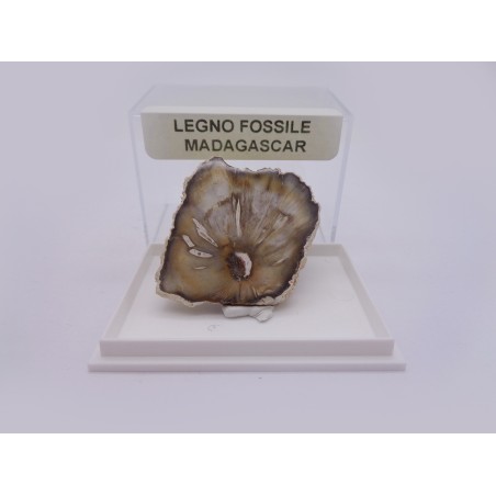 LEGNO FOSSILE DA COLLEZIONE