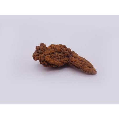 COPROLITE FOSSILE SAURI DA COLLEZIONE