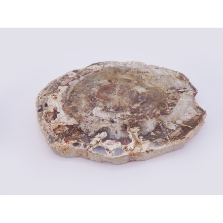 FETTA DI LEGNO FOSSILE GRANDE
