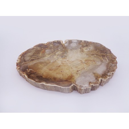 FETTA DI LEGNO FOSSILE GRANDE