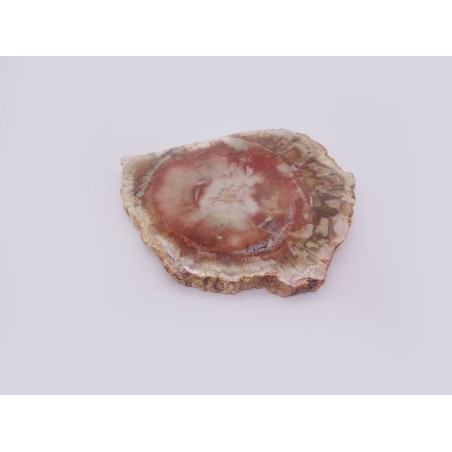 FETTA DI LEGNO FOSSILE