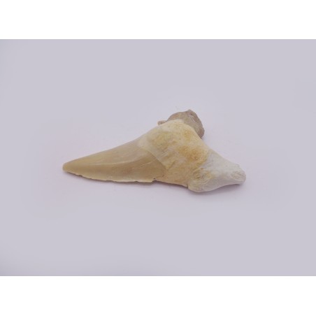 DENTE DI SQUALO FOSSILE DA COLLEZIONE