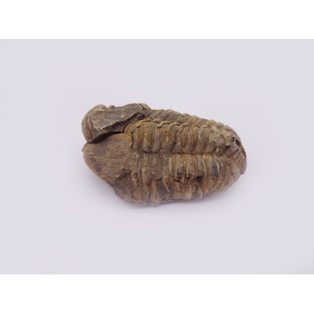 TRILOBITE FOSSILE DA COLLEZIONE
