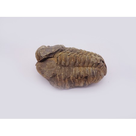 TRILOBITE FOSSILE