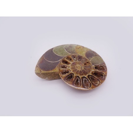 FETTA DI AMMONITE FOSSILE LUCIDA
