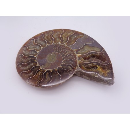 FETTA DI AMMONITE FOSSILE LUCIDA