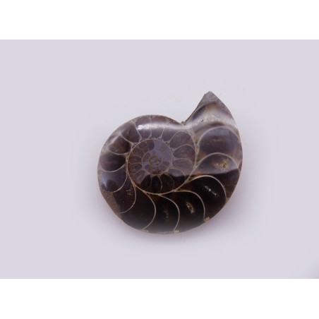 FETTA DI AMMONITE LUCIDA