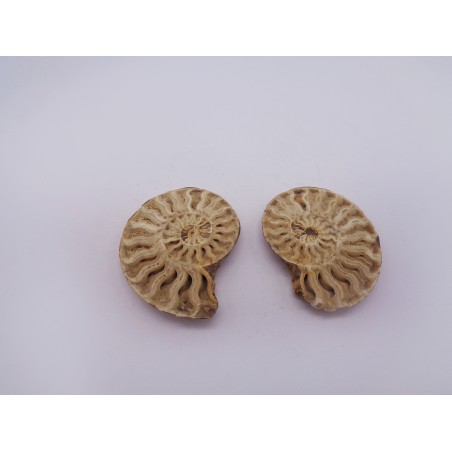 AMMONITE GREZZA BIANCA PICCOLA