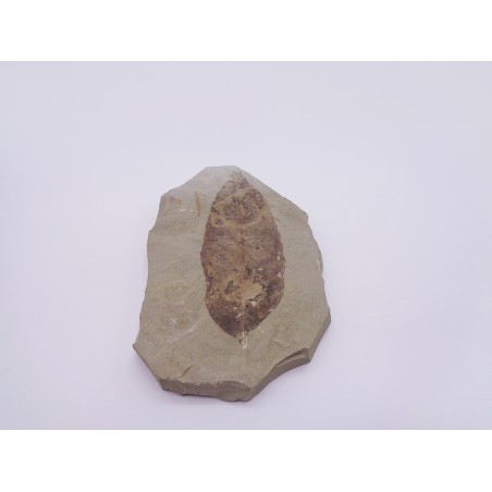 FOSSILE FOGLIA