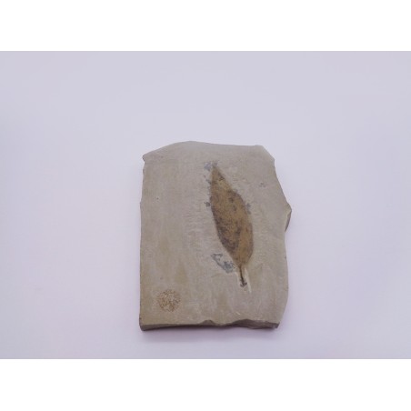 FOSSILE FOGLIA
