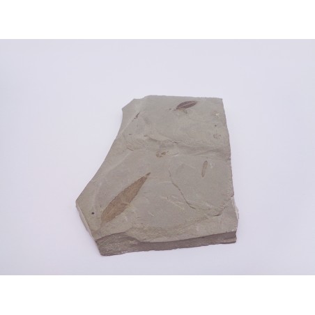 FOSSILE FOGLIA