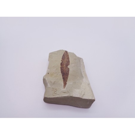 FOSSILE FOGLIA