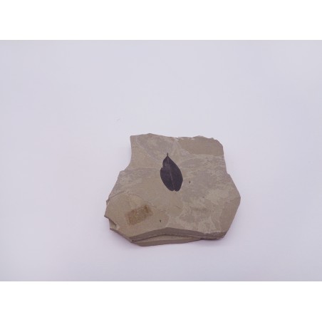 FOSSILE FOGLIA