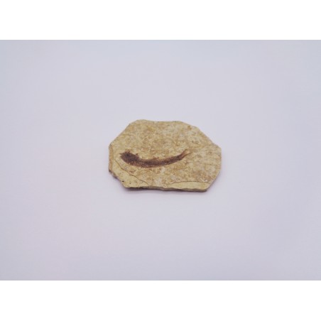 FOSSILE PESCE