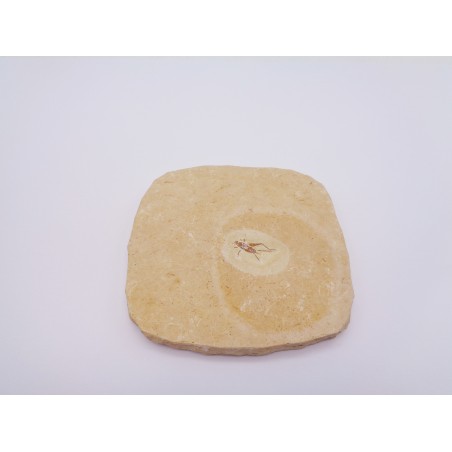 FOSSILE INSETTO