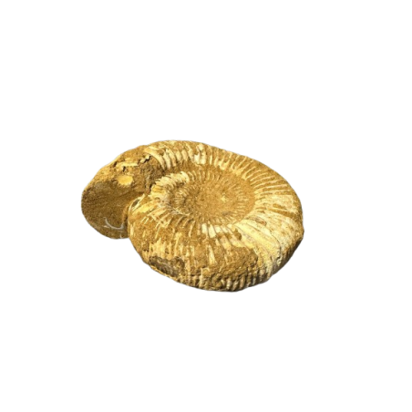 AMMONITE GREZZA