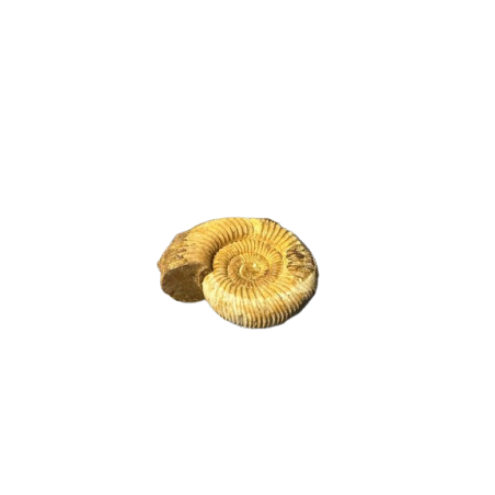 AMMONITE GREZZA