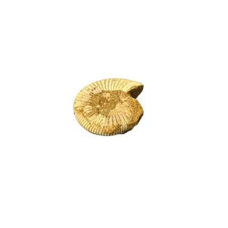 AMMONITE GREZZA