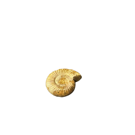 AMMONITE GREZZA